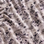Lilac · Charcoal